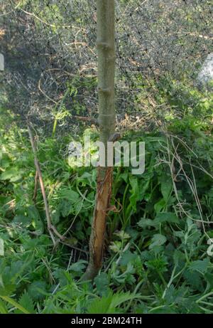 Dommages récents à l'écorce d'un jeune pommier causés par le frottement de cornes contre elle par un cerf muntjac mâle. Banque D'Images