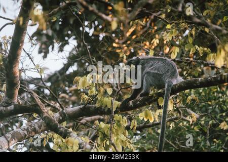 Malaisie, 6 mai 2020 - macaque à queue de cochon du sud (Macaca nemestrina), également connu sous le nom de macaque à queue de cochon Sundaland et macaque à queue de cochon Sunda.M. Banque D'Images