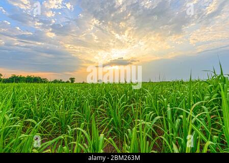 Vue de haut de la canne à sucre dans l'heure du coucher du soleil Banque D'Images