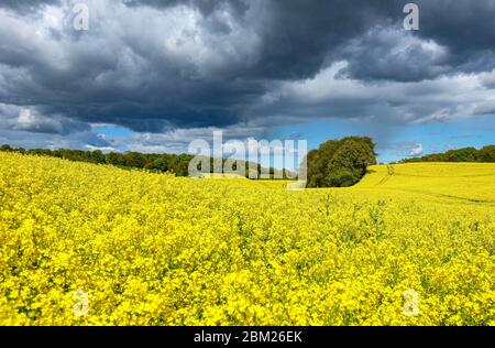 Le Schleswig-Holstein, Allemagne, est connu pour ces magnifiques champs de colza jaune au printemps. Banque D'Images