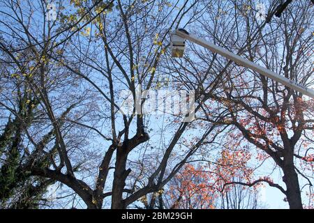 Équipe de service avec camion-benne coupant un grand arbre Banque D'Images