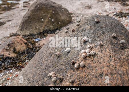 Groupe de la mer scintillant ou pervenche sur la roche à marée basse. Coquillage comestible. Littorina littorea. Banque D'Images