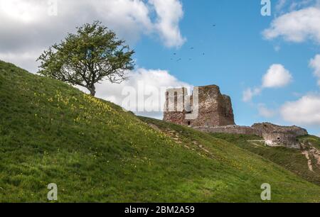 Le château de Kalo (Kalø Slot) est un château en ruines historique situé dans l'est du Jutland, Djursland, Danemark. Il a été construit au XIVe siècle. Ruine du château de Kalo Banque D'Images