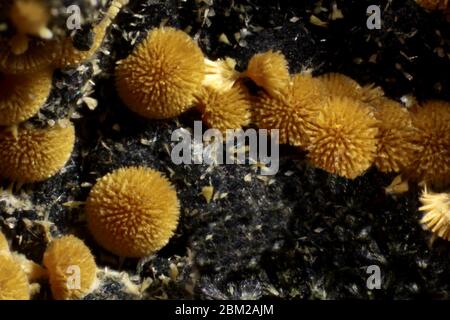 Cacoxenite - Hagendorf pegmatite du Sud, Hagendorf, Waidhaus, Neustadt an der Waldnaab District, Haut-Palatinat, Bavière, Allemagne Banque D'Images