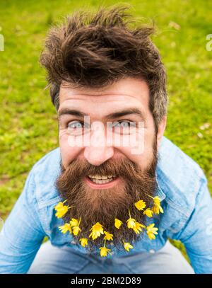 L'taille basse sur Happy face est sur l'herbe, défoqué. Homme avec la barbe aime le printemps, vert prairie fond. Concept bouquet de barbe. Type avec des fleurs de celandine moins en barbe, gros plan Banque D'Images