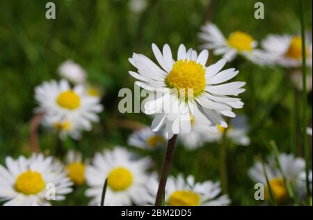 Macro gros plan de fleurs de Marguerite blanche (bellis perennis) dans la prairie verte au printemps - Allemagne Banque D'Images