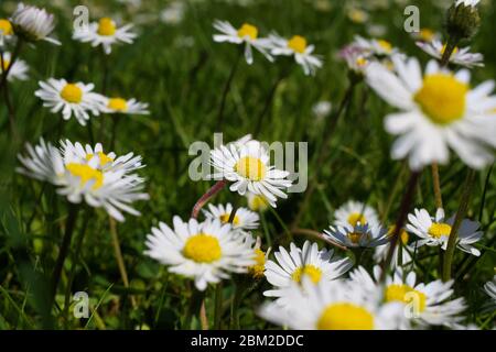 Macro gros plan de fleurs de Marguerite blanche (bellis perennis) dans la prairie verte au printemps - Allemagne Banque D'Images