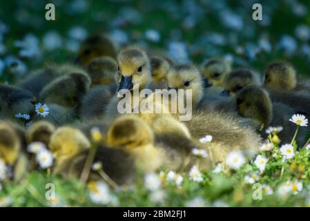 Rickmansworth, Royaume-Uni. 6 mai 2020. Météo au Royaume-Uni - UNE grande partie de la Bernache du Canada (Branta canadensis) oisons parmi les pâquerettes par temps chaud à l'Aquadrome de Rickmansworth, dans le nord-ouest de la capitale. La faune a bénéficié de l'absence d'humains autour de leur environnement pendant le confinement continu du coronavirus. Credit: Stephen Chung / Alay Live News Banque D'Images