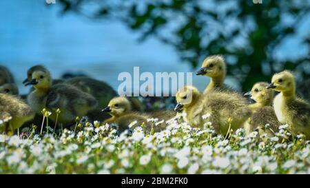 Rickmansworth, Royaume-Uni. 6 mai 2020. Météo au Royaume-Uni - UNE grande partie de la Bernache du Canada (Branta canadensis) oisons parmi les pâquerettes par temps chaud à l'Aquadrome de Rickmansworth, dans le nord-ouest de la capitale. La faune a bénéficié de l'absence d'humains autour de leur environnement pendant le confinement continu du coronavirus. Credit: Stephen Chung / Alay Live News Banque D'Images