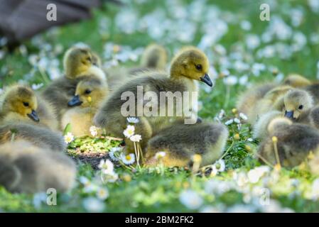 Rickmansworth, Royaume-Uni. 6 mai 2020. Météo au Royaume-Uni - UNE grande partie de la Bernache du Canada (Branta canadensis) oisons parmi les pâquerettes par temps chaud à l'Aquadrome de Rickmansworth, dans le nord-ouest de la capitale. La faune a bénéficié de l'absence d'humains autour de leur environnement pendant le confinement continu du coronavirus. Credit: Stephen Chung / Alay Live News Banque D'Images