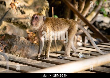 Petit singe brun sur un chemin en bois avec déchets en plastique sur une plage de sable dans la province de Krabi, en Thaïlande Banque D'Images