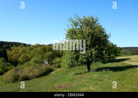 magnifique chêne avec feuillage vert sur fond de ciel bleu et herbe verte sous la couronne, paysage d'été Banque D'Images