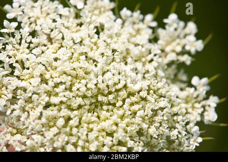 Dentelle de la reine Anne gros plan de fleur blanche Banque D'Images