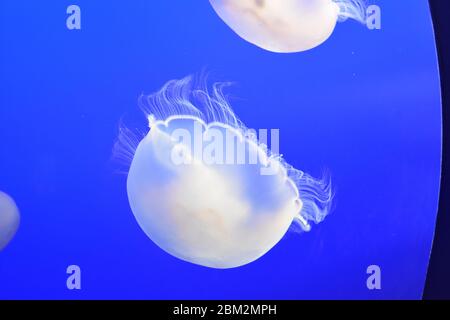 Méduses de lune à l'aquarium de la baie de Monterey, en Californie Banque D'Images