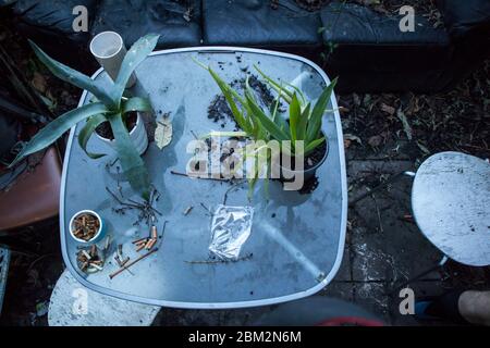 Une table en verre sale dans le jardin remplie de pots d'aloès et jonchée de buttes humides. Banque D'Images