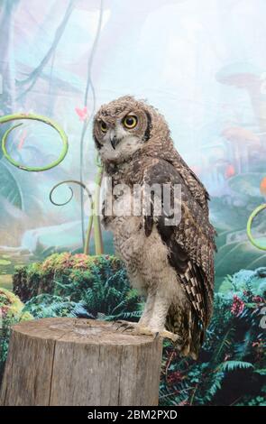 studio de tournage sur le hibou africain regarder l'appareil photo se tenir dans l'arbre Banque D'Images