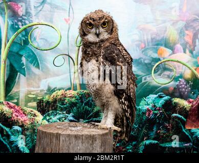 studio de tournage sur le hibou africain regarder l'appareil photo se tenir dans l'arbre Banque D'Images