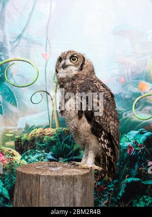 studio de tournage sur le hibou africain regarder l'appareil photo se tenir dans l'arbre Banque D'Images