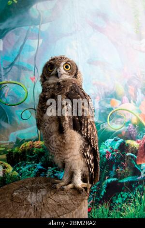 studio de tournage sur le hibou africain regarder l'appareil photo se tenir dans l'arbre Banque D'Images
