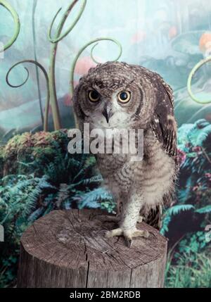 studio de tournage sur le hibou africain regarder l'appareil photo se tenir dans l'arbre Banque D'Images