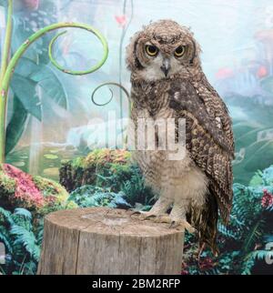 studio de tournage sur le hibou africain regarder l'appareil photo se tenir dans l'arbre Banque D'Images