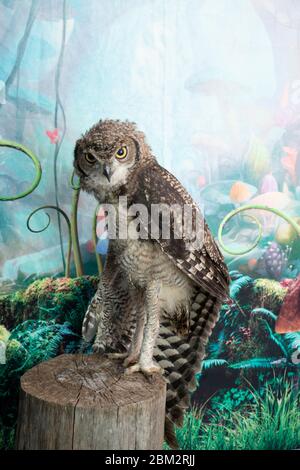 studio de tournage sur le hibou africain regarder l'appareil photo se tenir dans l'arbre Banque D'Images