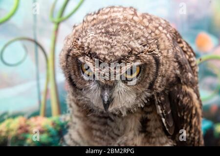 studio de tournage sur le hibou africain regarder l'appareil photo se tenir dans l'arbre Banque D'Images