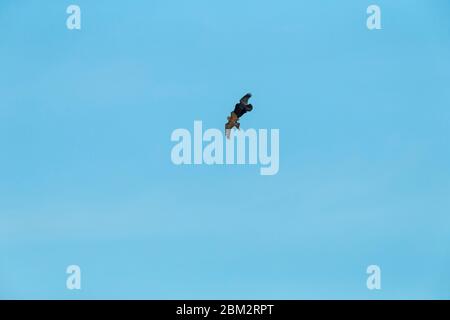 Buteo buteo, un bourdonnet commun, qui est embué par le corbeau de Carrion Corvus, Weston-Super-Mare, Somerset, Royaume-Uni, avril Banque D'Images