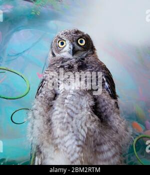 african owl regarder l'appareil photo et le studio de tir à la prendre Banque D'Images