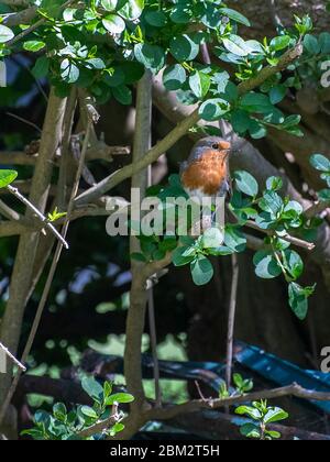 Un petit Robin qui profite du soleil dans un jardin écossais en mai. Banque D'Images