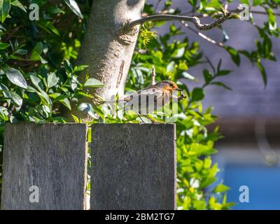Un petit Robin qui profite du soleil dans un jardin écossais en mai. Banque D'Images