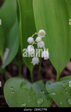 Gouttes de pluie sur une feuille verte avec Lily de la vallée fleurs floues sur le fond. Banque D'Images