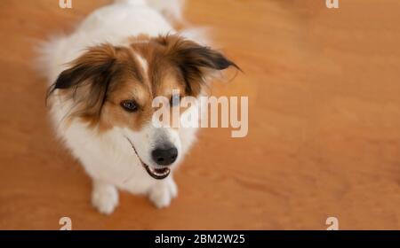 Jolie tête de chien de berger grec, blanc et brun, fond de parquet. Animaux domestiques acceptés, vue rapprochée Banque D'Images