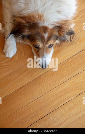 Jolie tête de chien de berger grec, blanc et brun, fond de parquet. Animaux domestiques acceptés, espace de copie Banque D'Images