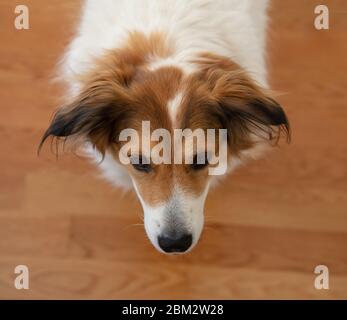 Jolie tête de chien de berger grec, blanc et brun, fond de parquet. Animaux domestiques acceptés, vue rapprochée Banque D'Images