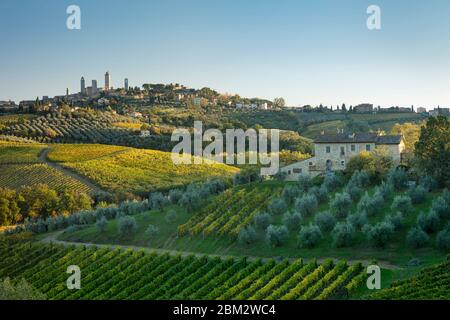 La lumière du soleil du soir sur les vignes et d'oliviers au-dessous de San Gimignano, Toscane, Italie Banque D'Images