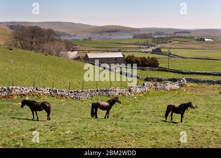 Par un beau jour de printemps, les chevaux se prélasser au-dessus de Capon Hall, avec les eaux de Malham Tarn vues en arrière-plan. Parc national de Yorkshire Dales, Royaume-Uni Banque D'Images