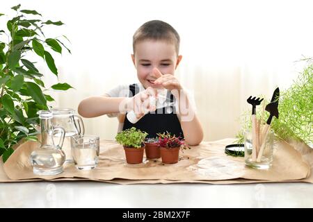 L'enfant prend soin des plantes germées dans des pots. S'amuser, éclabousser au-delà de l'eau du jet. Banque D'Images