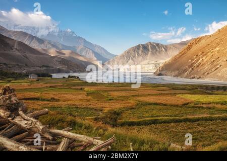 Champs agricoles sur les rives de la rivière Kali Gandaki près du village de Kagbeni. Agriculture de montagne, Basse Mustang, Népal Banque D'Images