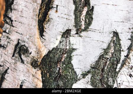 Gros plan de l'écorce de bouleau noir et blanc. Texture typique de bouleau. Photo horizontale du tronc en bois. Mise au point sélective partiellement floue. Banque D'Images