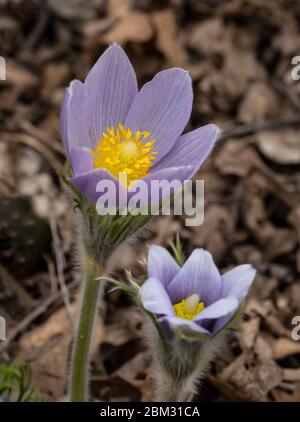 Pasqueflowers (Pulsatilla patens), Rimrock Trail, Castlewood Canyon State Park, Franktown, Colorado. Banque D'Images