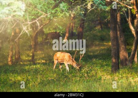 Magnifique cerf chital ou tacheté dans le parc national de Ranthambore, Rajasthan, Inde Banque D'Images