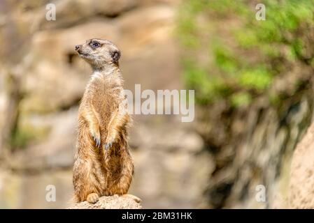 Jeune meercat sur une colline au zoo de Berlin, Allemagne Banque D'Images
