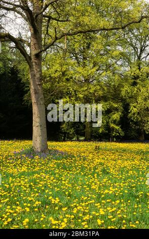 Un tapis de pissenlits jaunes et de fleurs bluebell poussant dans l'herbe autour de la base de l'arbre, Westonbirt Arboretum, Gloucestershire, Angleterre, Royaume-Uni Banque D'Images