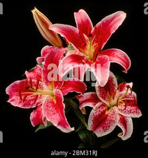 Gros plan de trois fleurs de nénuphars roses avec des pétales à bords blancs isolés sur un fond noir. Banque D'Images