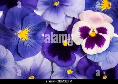 Fleur violette de plante en arrangement de fleur avec l'espace de copie Banque D'Images