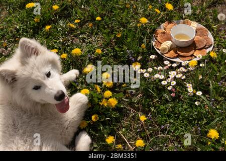 Le chien Samoyed repose sur l'herbe verte près d'une pile d'ancake avec de la banane et du miel sur une assiette blanche Banque D'Images