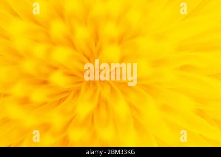 macro de fleur de pissenlit jaune Banque D'Images
