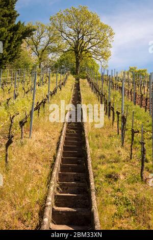 escaliers en pierre très escarpés et étroits dans un vignoble Banque D'Images