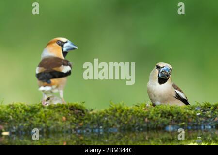 Hawfinch Coccothrautes coccothrautes, homme et femme adulte, avec le verdfinch européen Carduelis chloris, Tiszaalpár, Hongrie, mai Banque D'Images